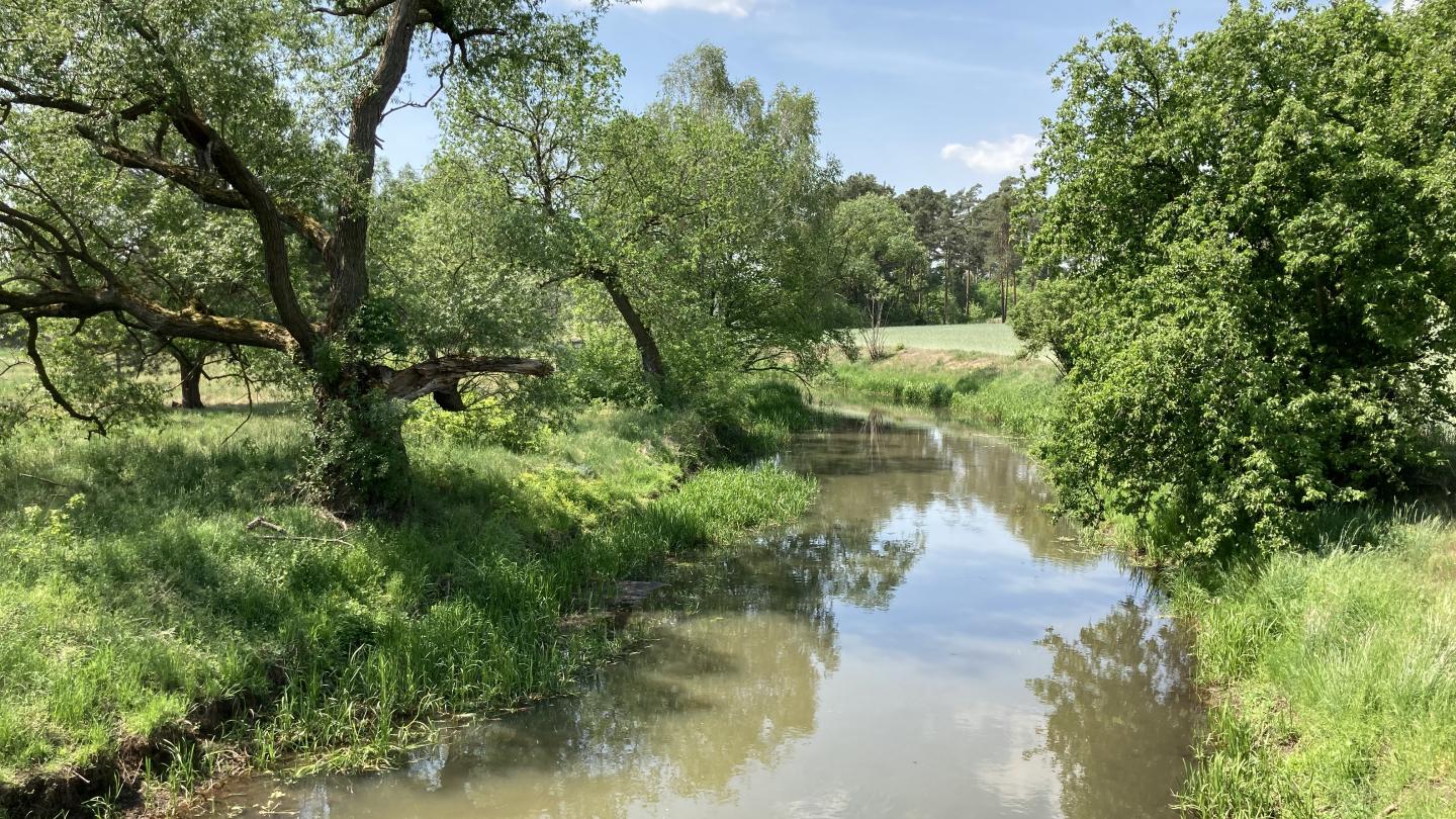 Kleine Elster in Schadewitz. Foto: I. Ertle 2022