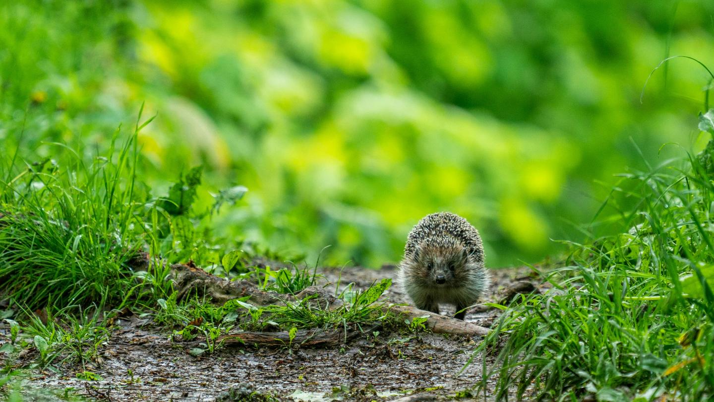 Die Lebensräume der Igel sind zunehmend bedroht. (c)Egor Kamelev/Pexels
