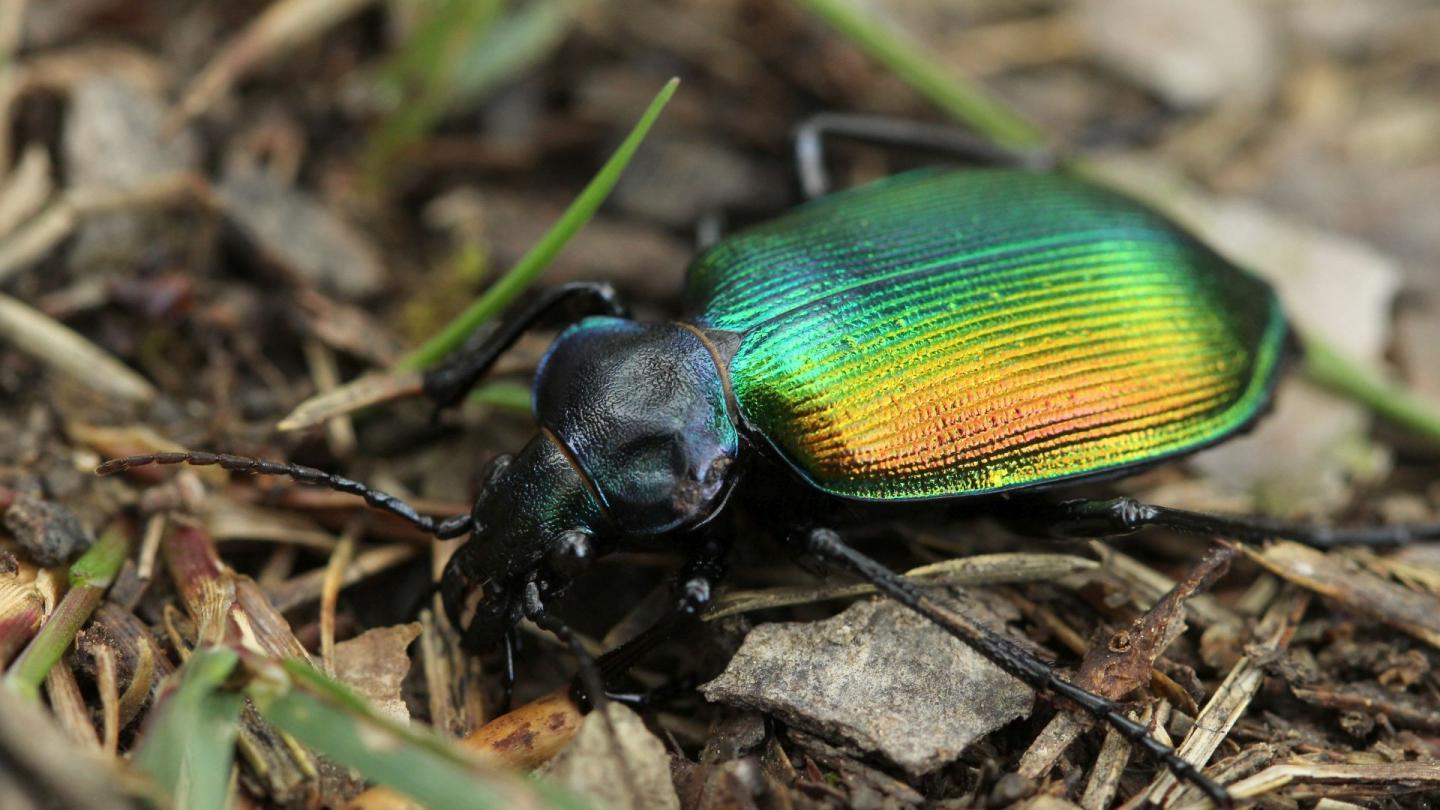 Der Große Puppenräuber (Calosoma sycophanta) (Foto: Hammer)