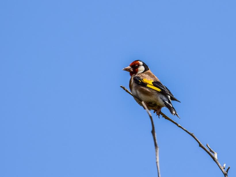 European Goldfinch