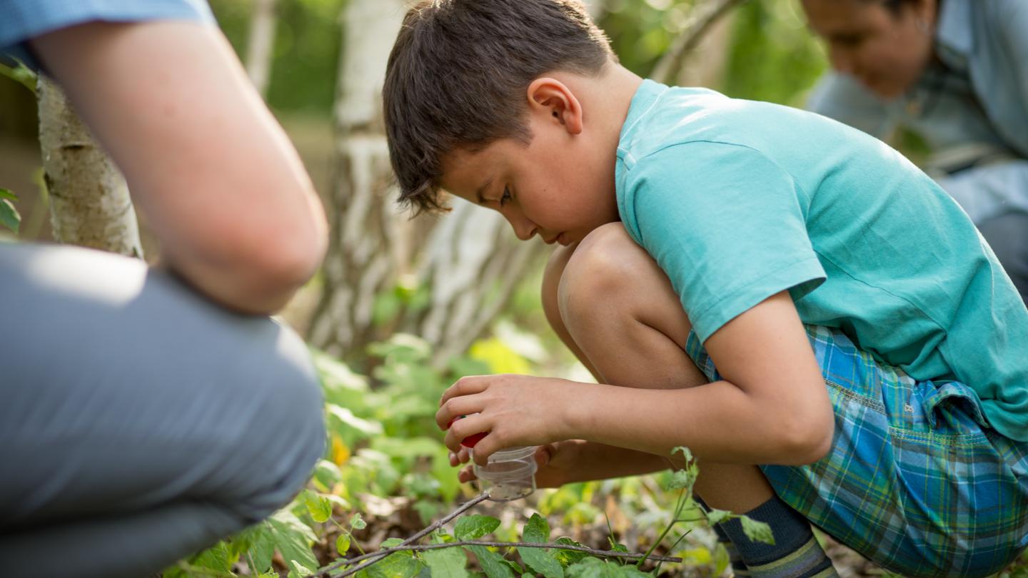 Junge sucht Insekten im Wald.