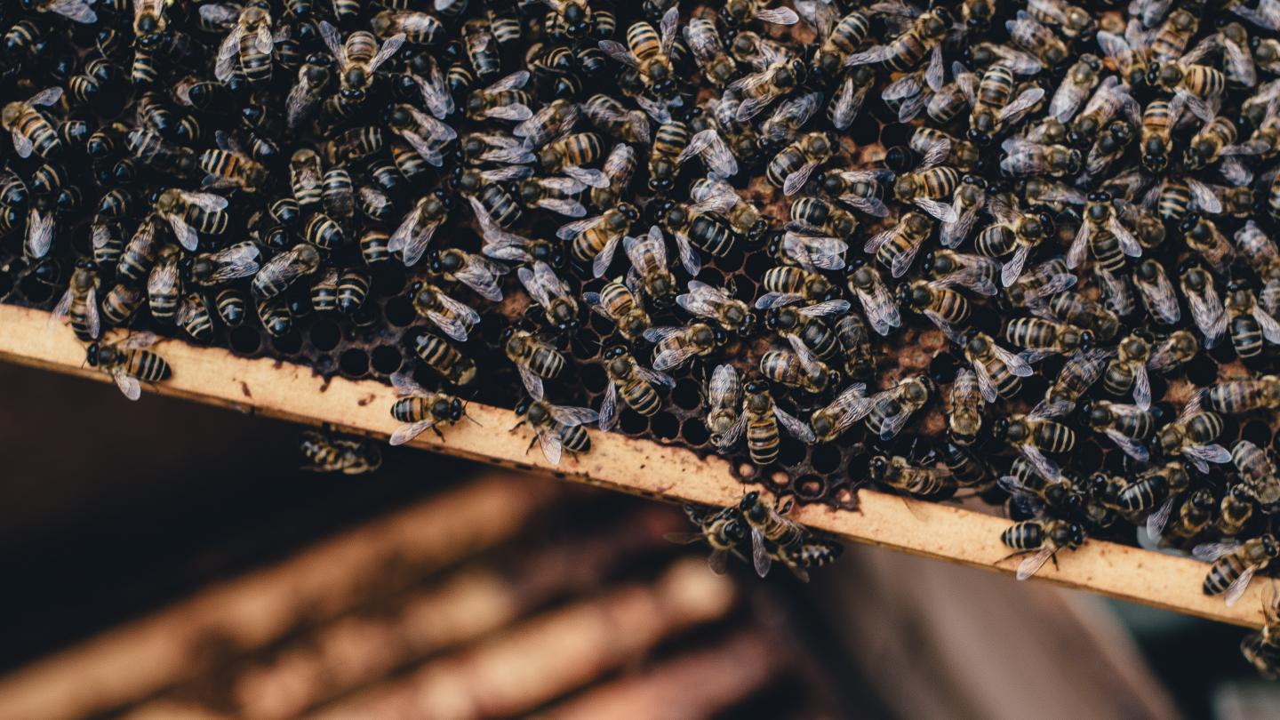 Foto: Annie Spratt/Unsplash, CC0
