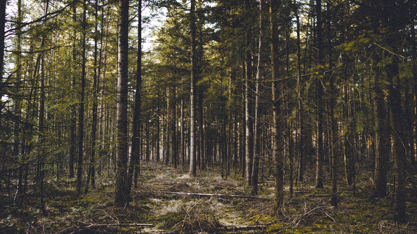 Foto: Jannes Siems/Unsplash, CC0 Wald nahe Oldenburg