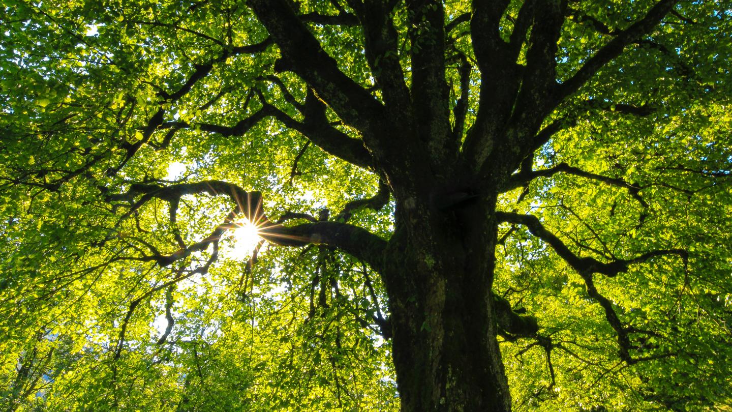 Motto der Citizen Science Konferenz in Raleigh "Growing our family tree", 2019