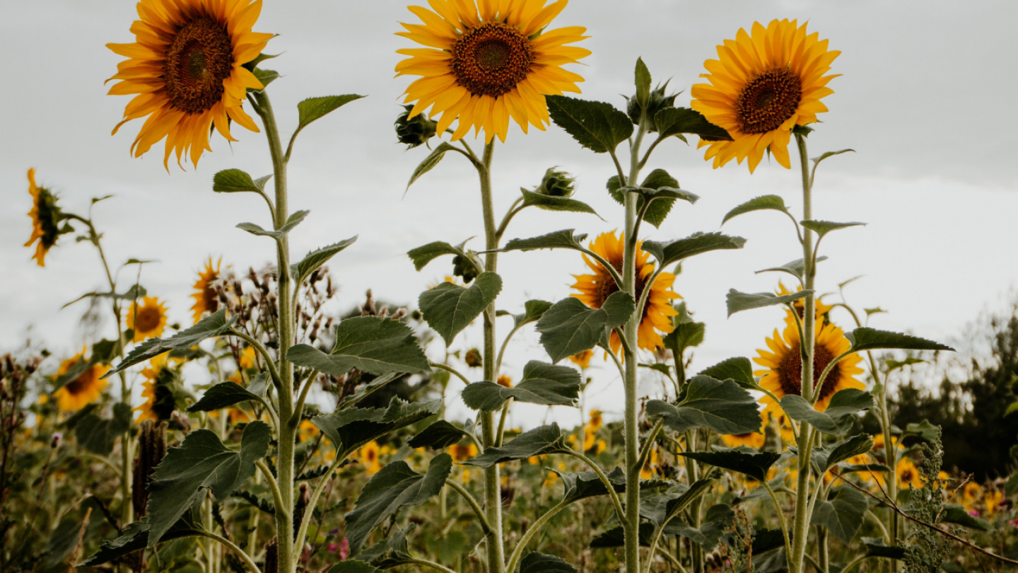 Sonnenblumen im Feld