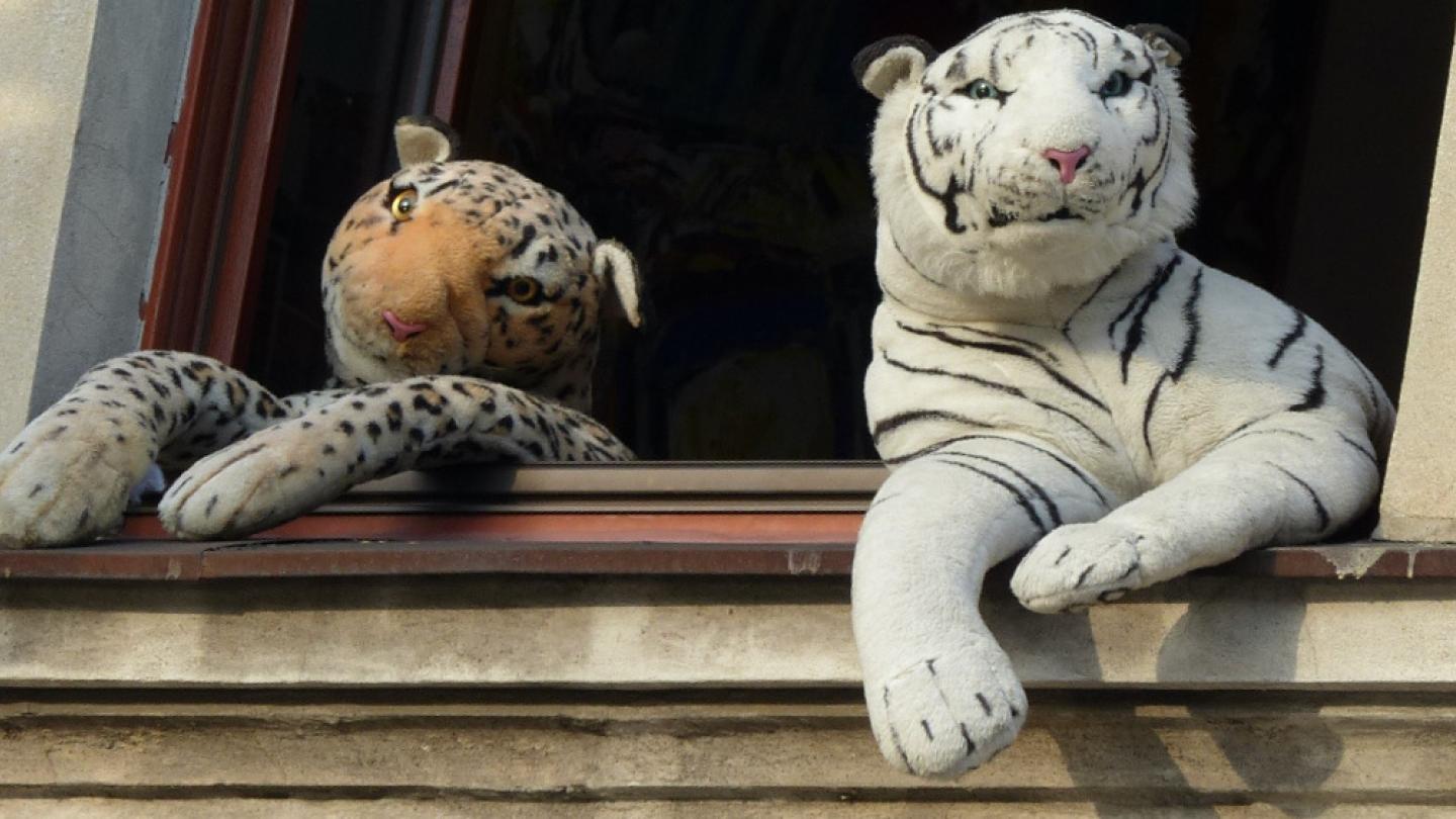 Foto: Nicola Moczek Leopard und Tiger, zwei Plüschtiere nebeneinander