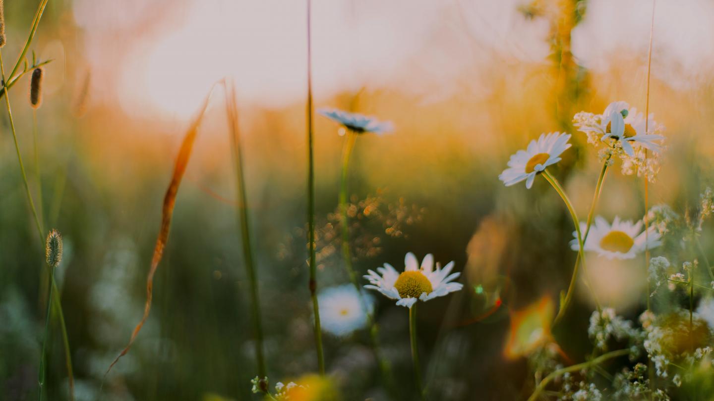 Foto: Daiga Ellaby/ unsplash