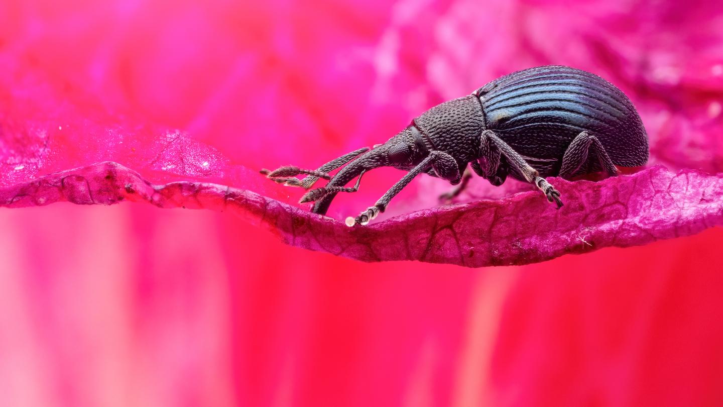 Aspidapion radiolus, Foto: Alexis Tinker-Tsavalas