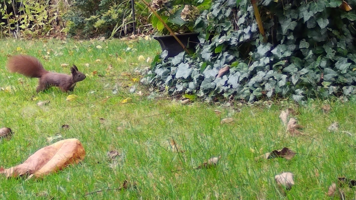 Eichhörnchen in Berlin (mit Wildtierkamera aufgenommen, © Leibniz-IZW)