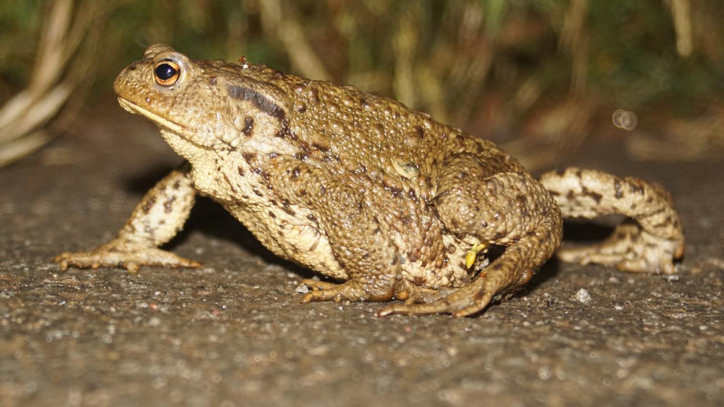 Im Main-Kinzig-Kreis heimisch: Die Erdkröte (Bufo bufo). Foto: Jens Schlömer, Pixabay