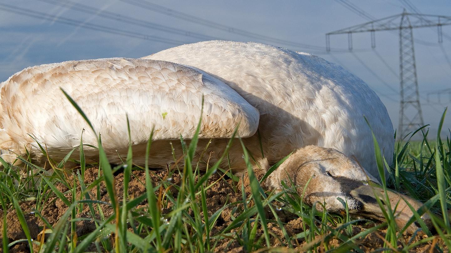 Höckerschwan unter einer Freileitung, Foto: NABU/Manfred Delpho (www.delpho.de)