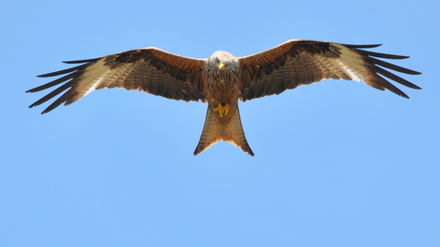 Rotmilan im Flug mit dem typischen Gabelschwanz (c) VDN Fotoportal Siegfried A. Walter