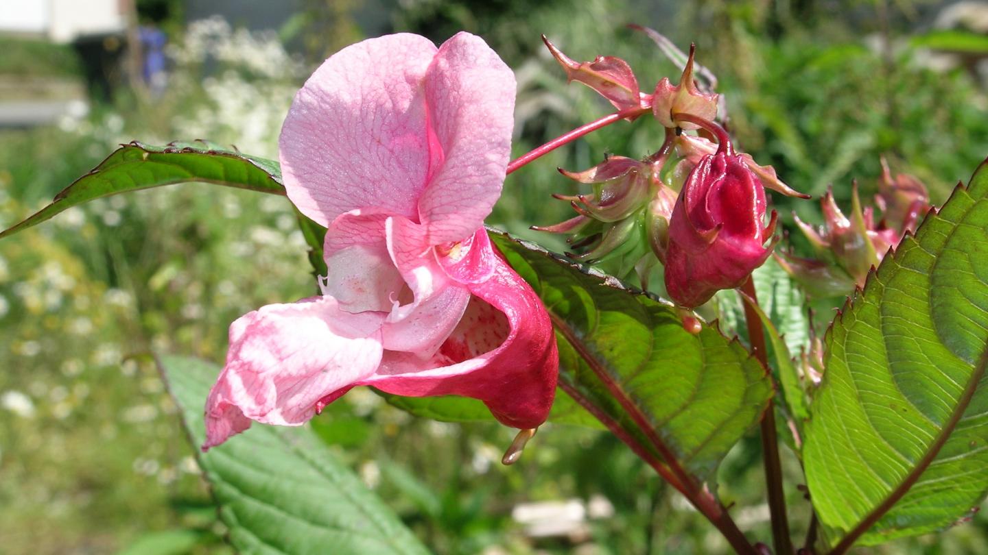 Impatiens glandulifera, © Dr. Luciana Zedda