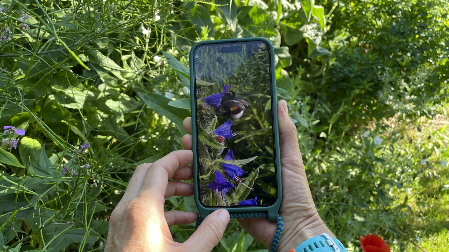 Erfassung einer Erdhummel mit Hilfe der App ObsIdentfiy im Rahmen der Hummel-Challenge ©Gehret