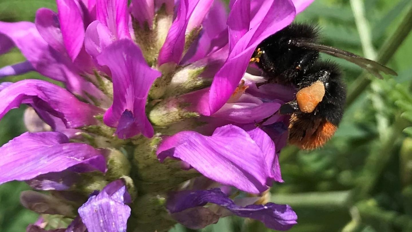 Eine Steinhummel beim Blütenbesuch / AG Didaktik der Biologie