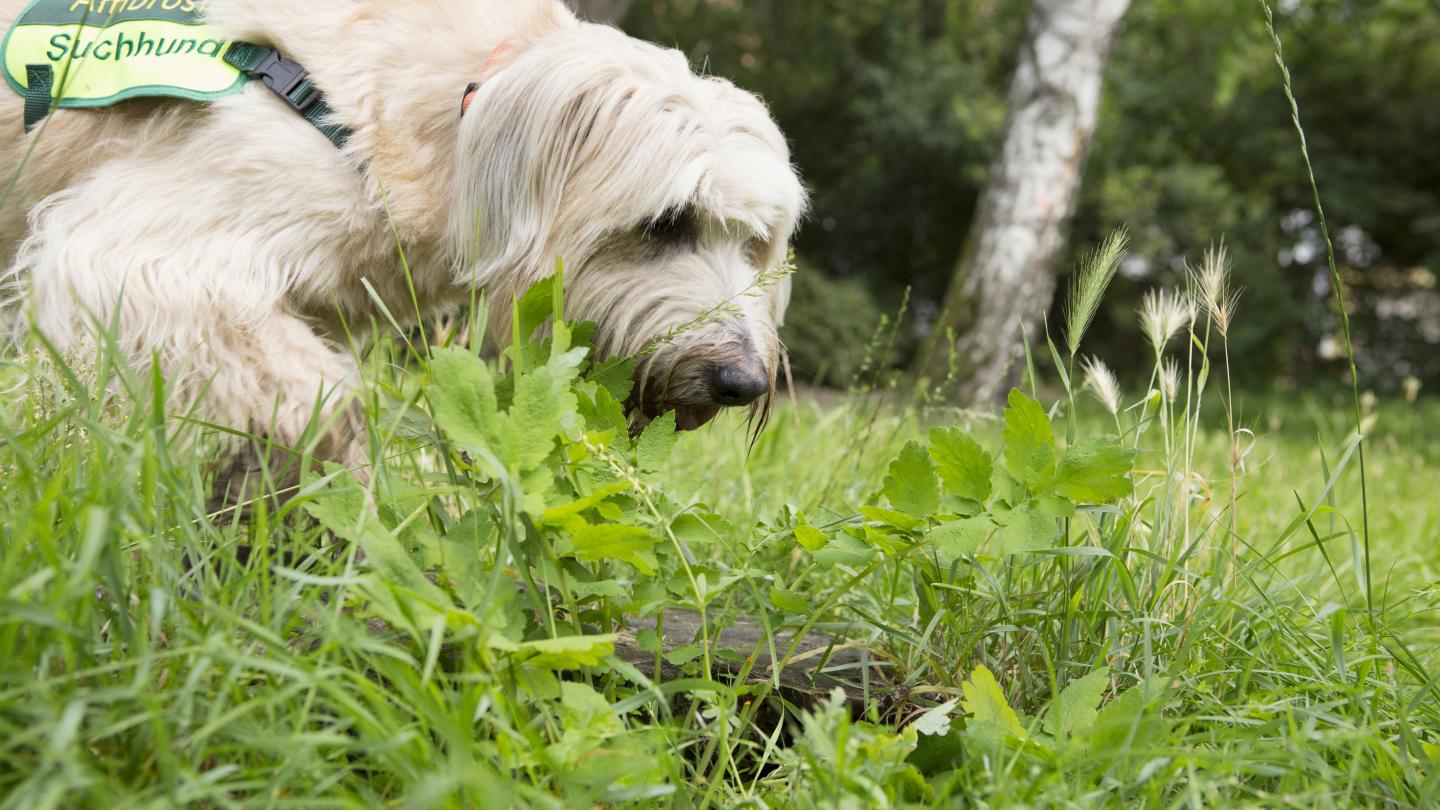 Ambrosiaspürhund von Hundetrainerin Katja Krauß. Foto: Andreas Müller