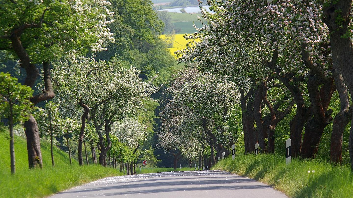Apfelbaumallee in Freden-Schildhorst. Foto: Ansgar Hoppe/NHB