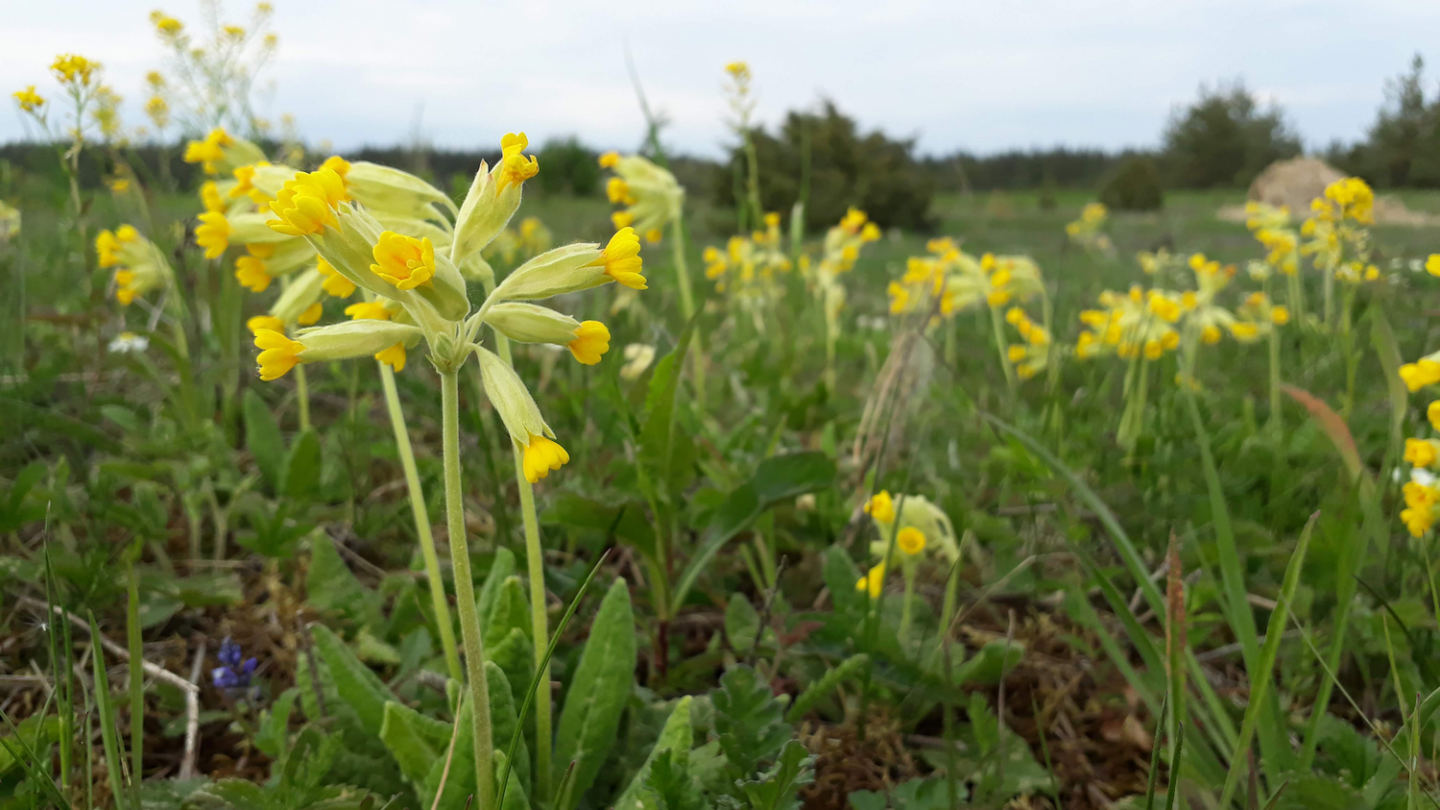 Echte Schlüsselblume (Primula veris). (c) Tsipe Aavik