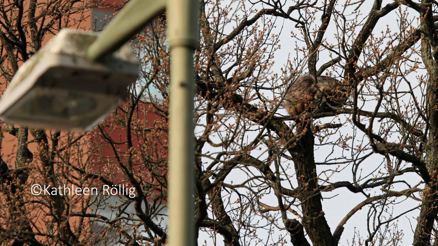 Waschbär in der Stadt (Copyright Kathleen Röllig)