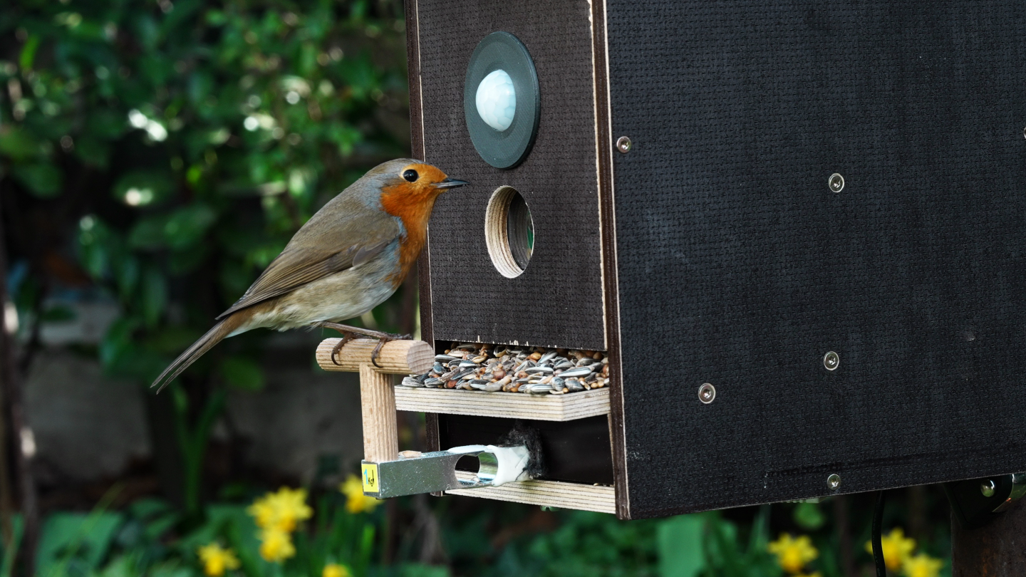 Ein Rotkehlchen besucht die smarte Futterstation, Credits: WWU – Simon Jöcker