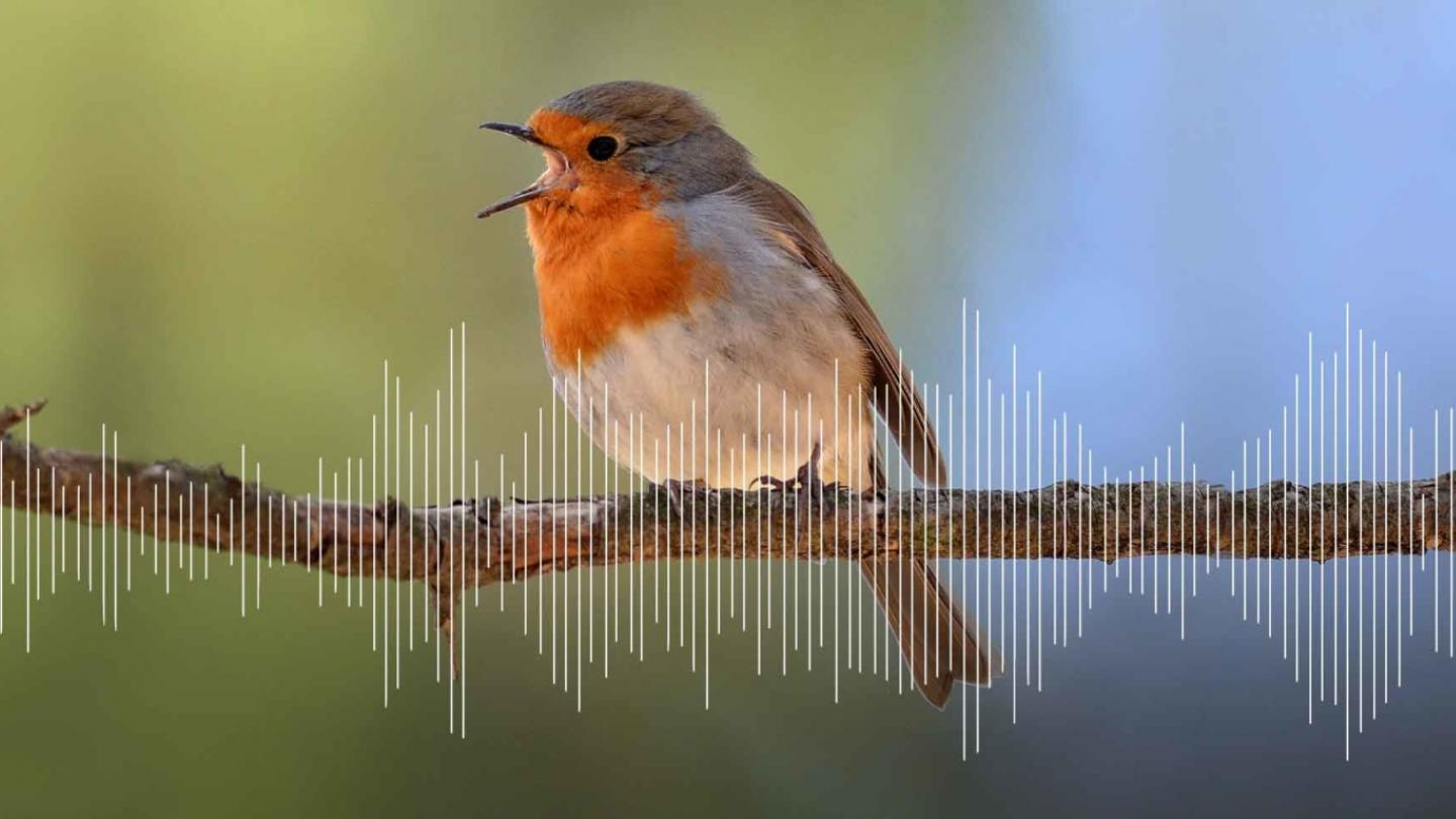 Singendes Rotkehlchen (Wolfgang Forstmeier)