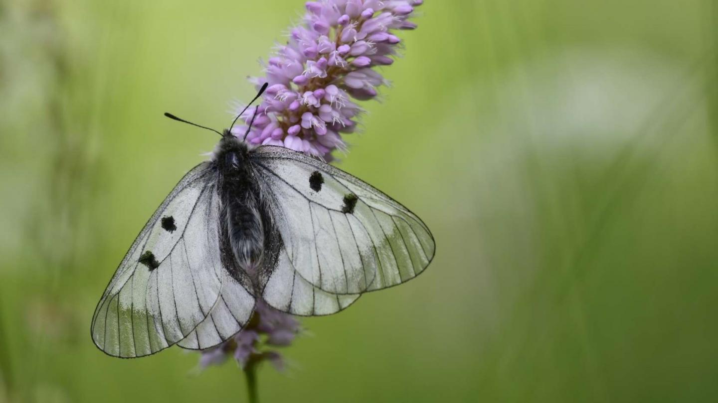 Der Schwarze Apollo (Parnassius mnemosyne) (Foto: Tilmann Frunkte)
