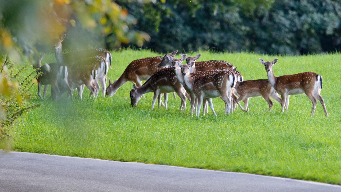 Besonders in der Dämmerung welchseln Wildtiere wie Dammwild häufig die Straße. Dann ist äußerste Vorsichit geboten. Quelle: Grell/DJV