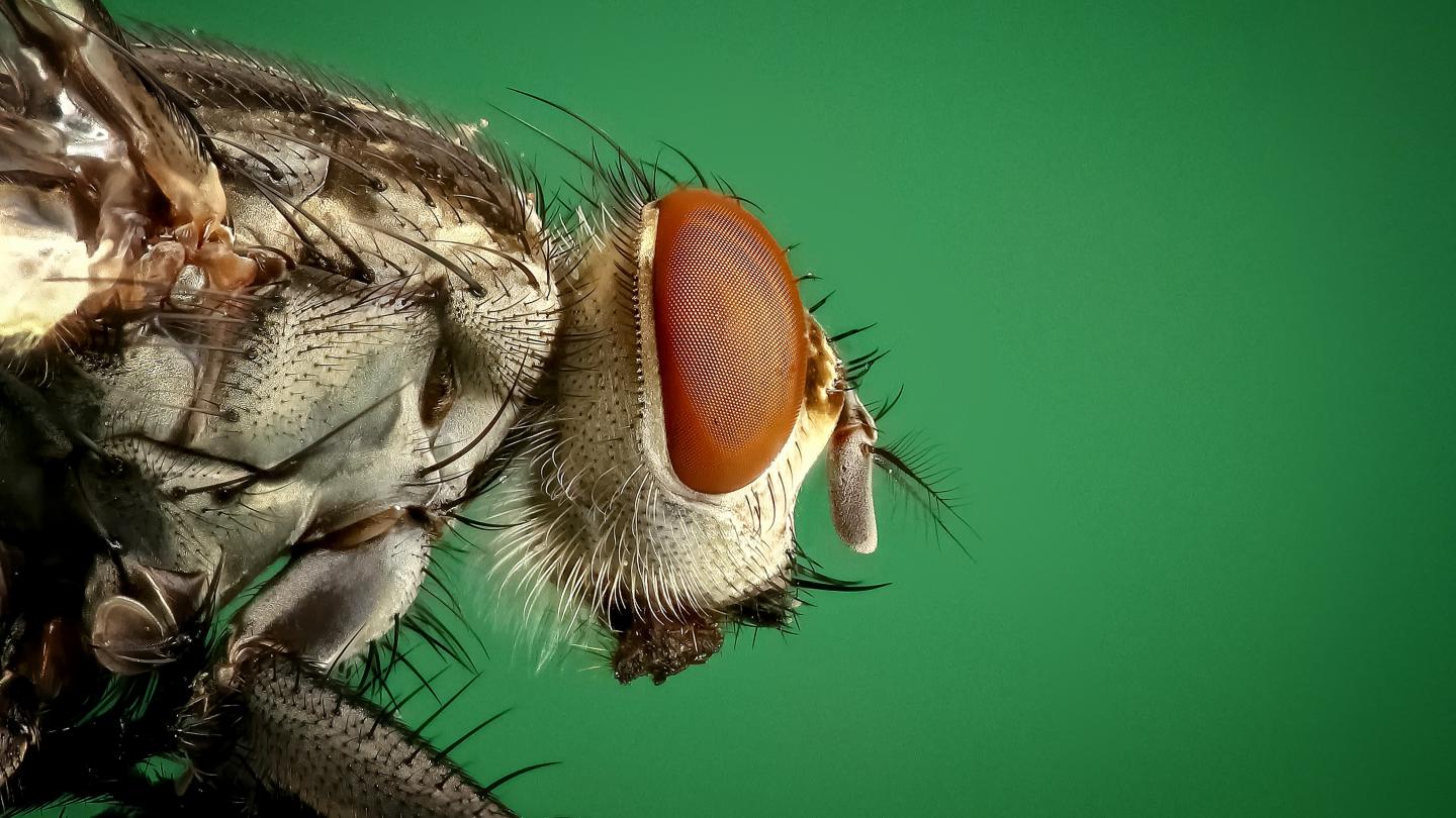 Nahaufnahme einer Fliege. Foto: ROverhate/Pixabay