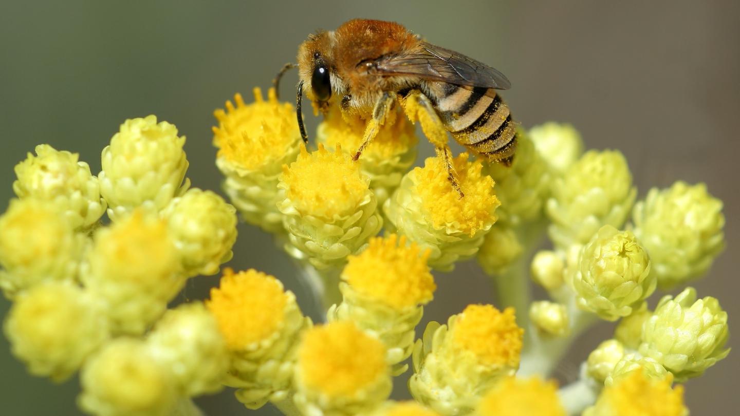 Seidenbiene auf Sand-Strohblume (Foto: Dietmar Wiedemann).