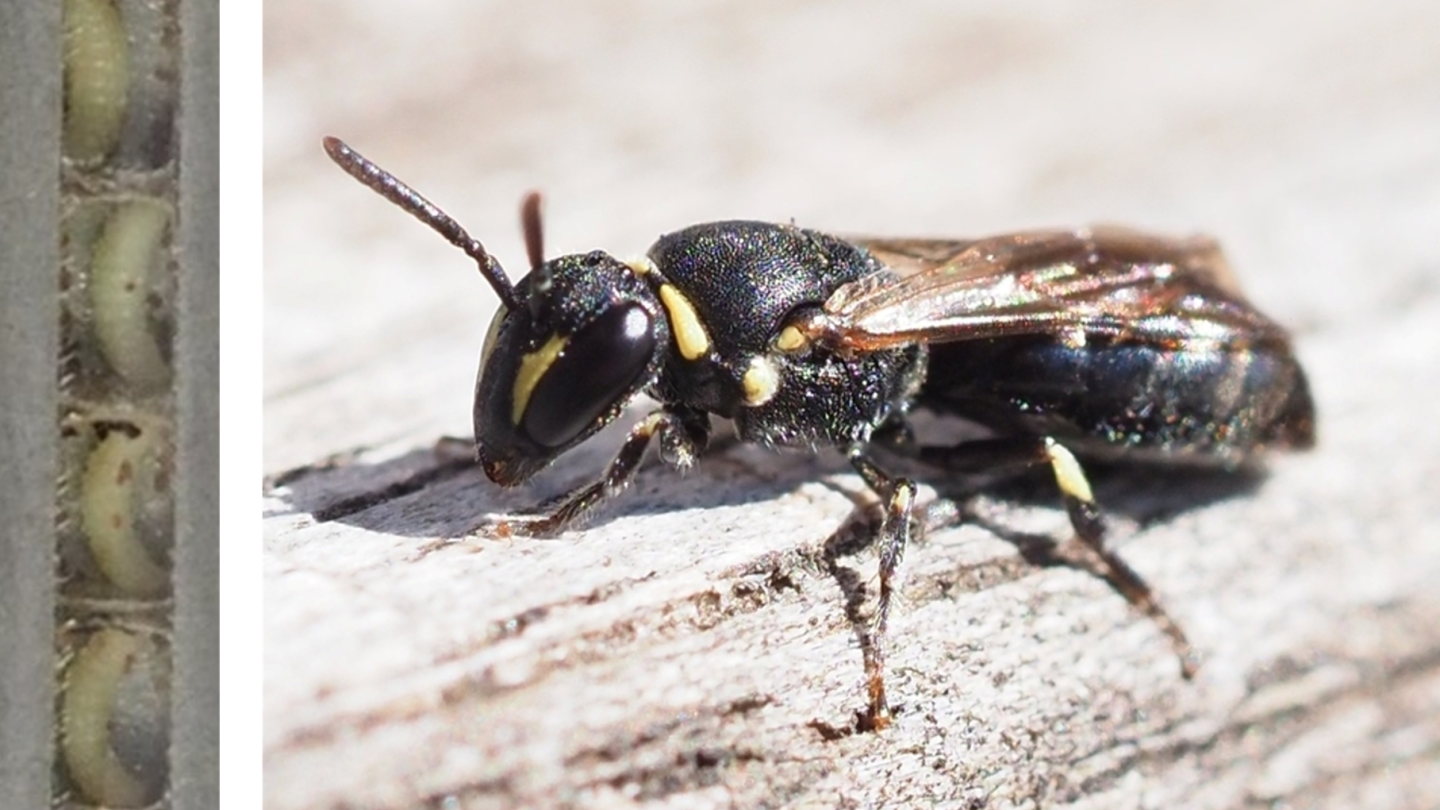 Maskenbiene (Hylaeus) ; Foto Tier: felixf, iNaturalist 2024; CC BY 4.0; Foto Nisthilfe: Anna Klopstock