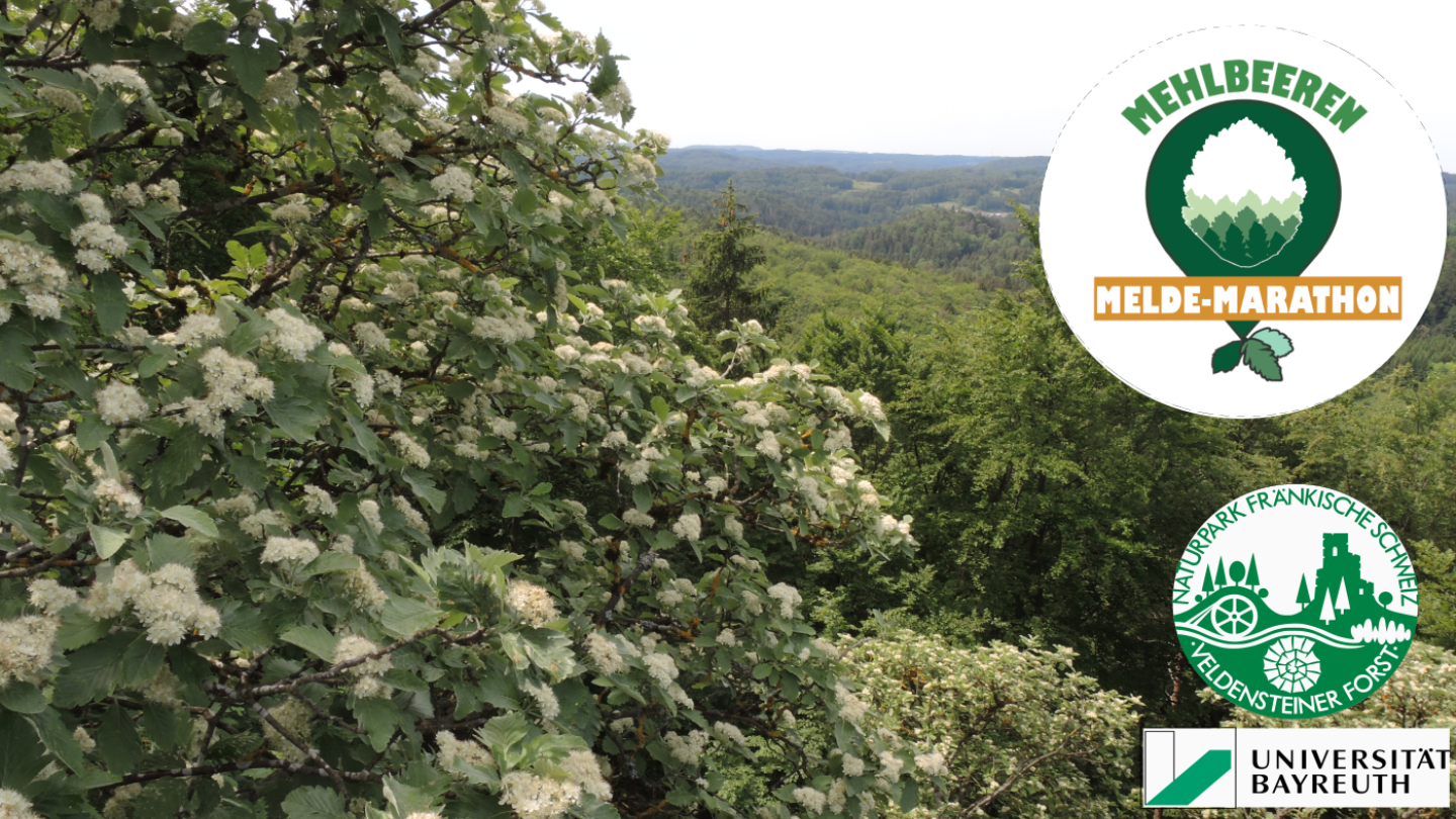 Sorbus "Leienfels", Fotograf: Martin Feulner