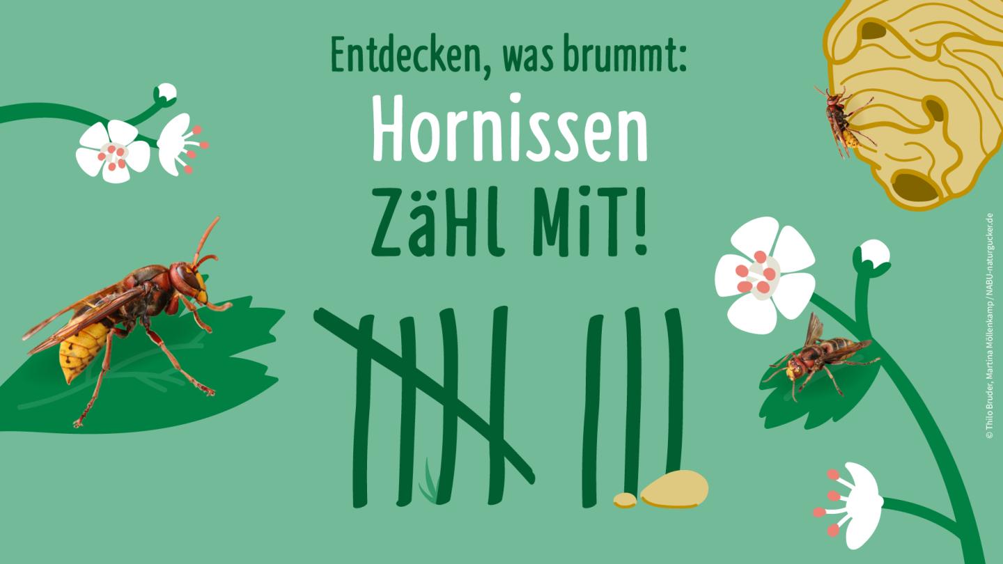 Europäische Hornisse sitzt auf Blatt. Copyright: Thilo Bruder, Marina Möllenkamp/NABU-naturgucker.de