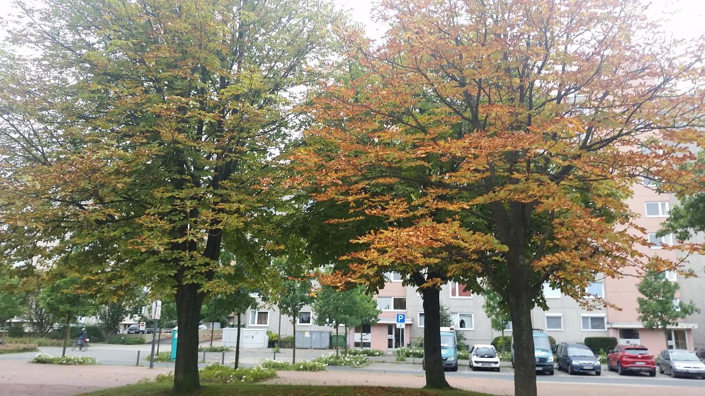 Rosskastanien mit Miniermottenbefall Bild privat